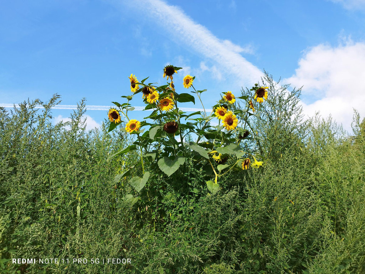 29. Oktober 2023 | Arbeitseinsatz | Zauberschönes Dargibell e.V.