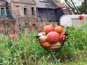 29. Oktober 2023 | Arbeitseinsatz | Zauberschönes Dargibell e.V.