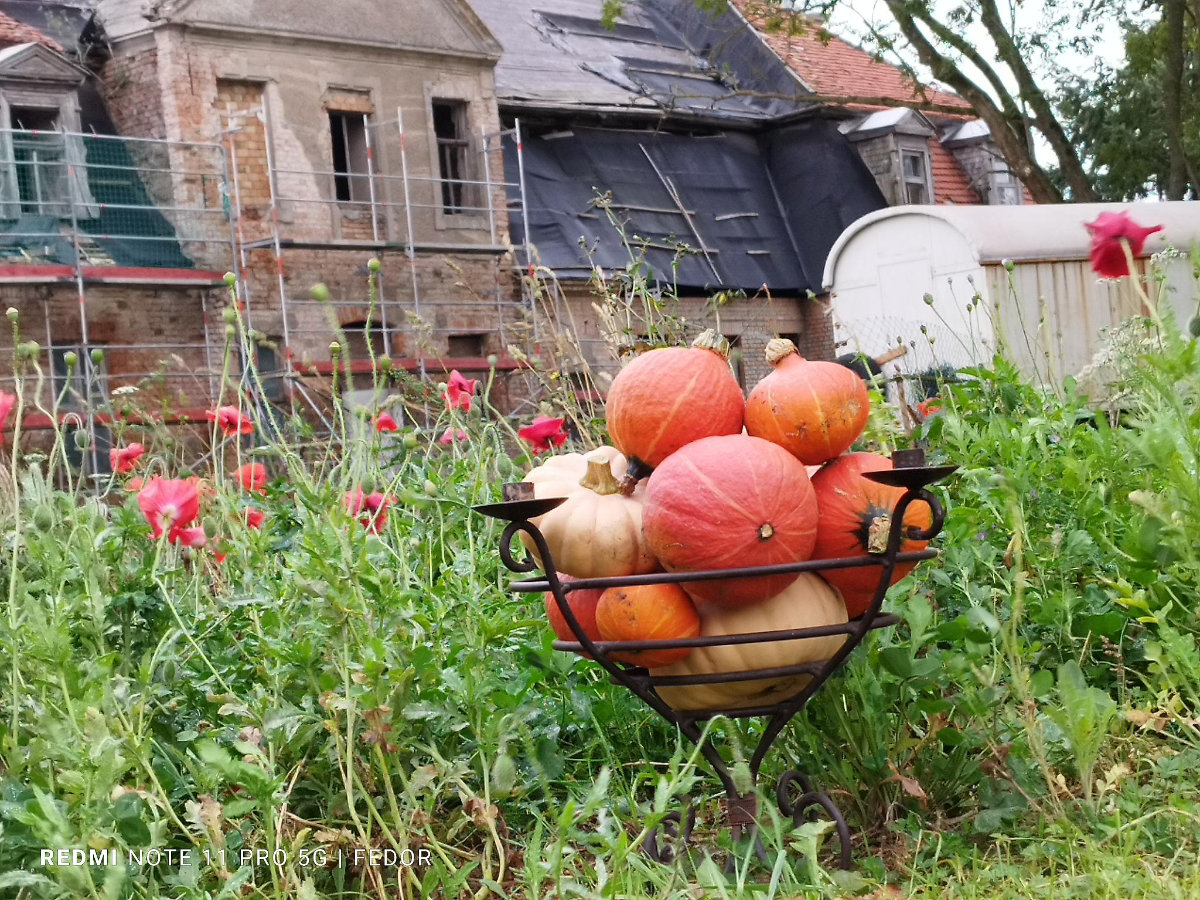 29. Oktober 2023 | Arbeitseinsatz | Zauberschönes Dargibell e.V.