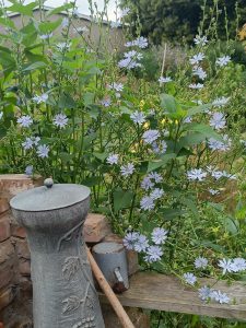 27. und 28. April 2024 | Arbeitseinsatz | Zauberschönes Dargibell e.V.