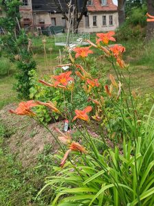 6. Juli 2024 | Sommerfest Zauberschönes Dargibell e.V.