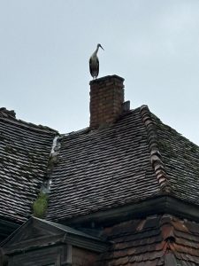 24. und 25. August 2024 | Arbeitseinsatz | Zauberschönes Dargibell e.V.