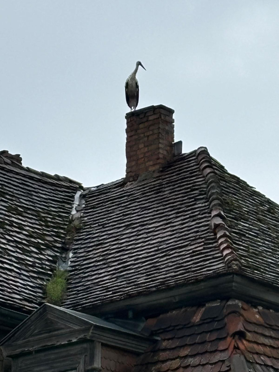 24. und 25. August 2024 | Arbeitseinsatz | Zauberschönes Dargibell e.V.