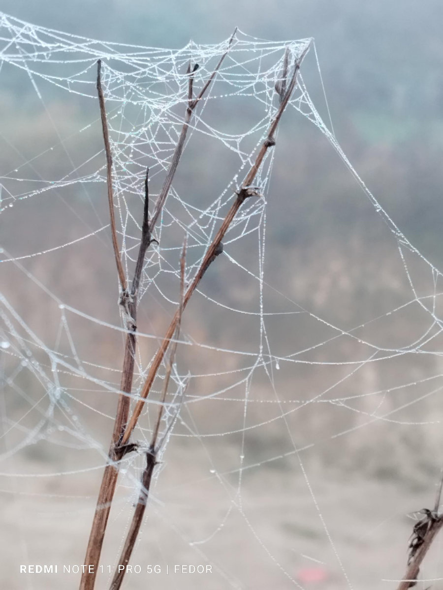 26. Oktober 2024 | Schlösserherbst in Vorpommern | Nebel & Spinngewebtes über Dargibell