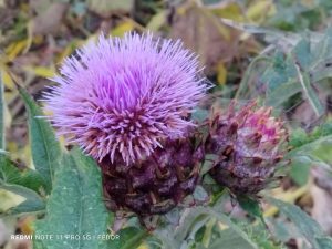 26. Oktober 2024 | Schlösserherbst in Vorpommern | Nebel & Spinngewebtes über Dargibell