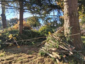 Bild: 251017_Projekt_Zauberschönes_Dargibell