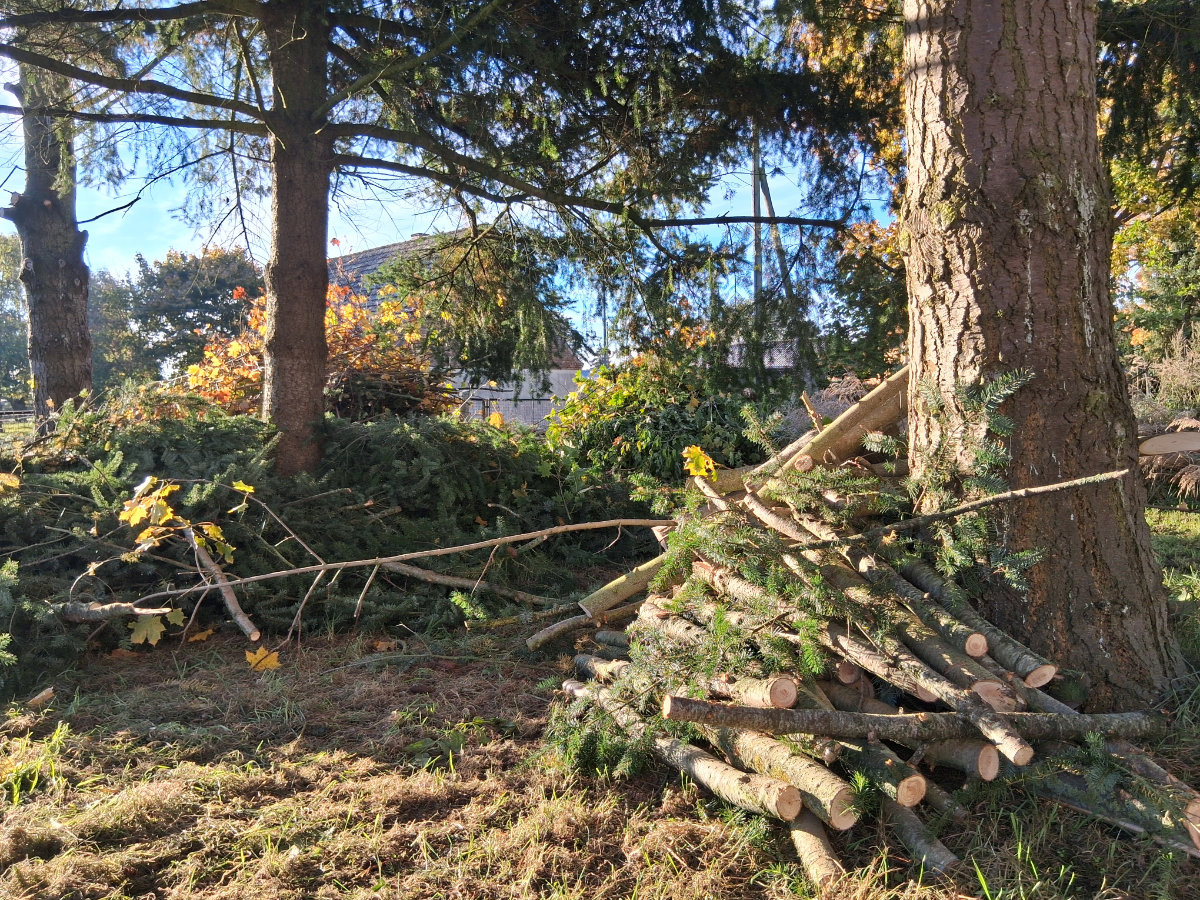 Bild: 251017_Projekt_Zauberschönes_Dargibell