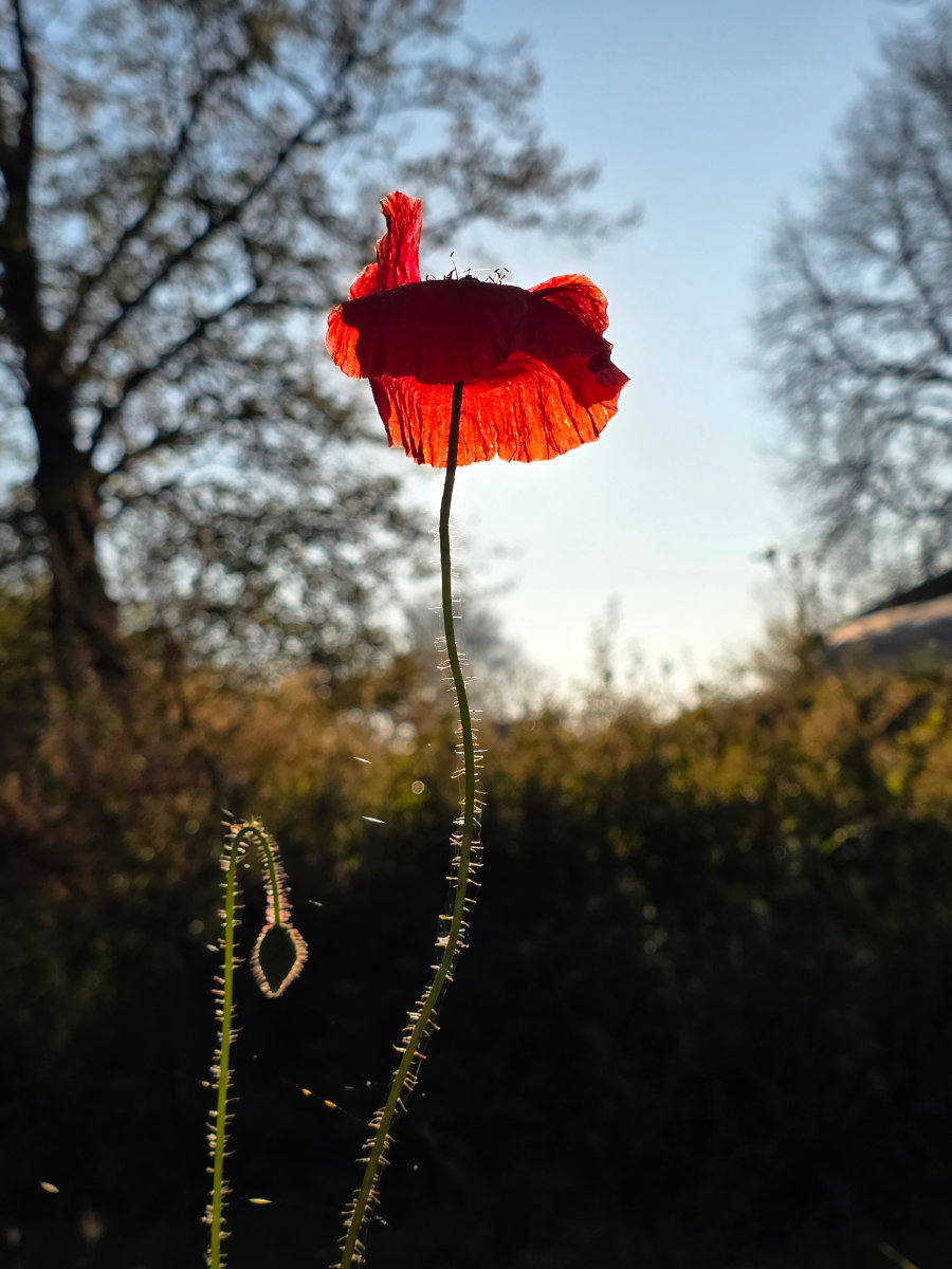 Foto: Herbstfest 2025